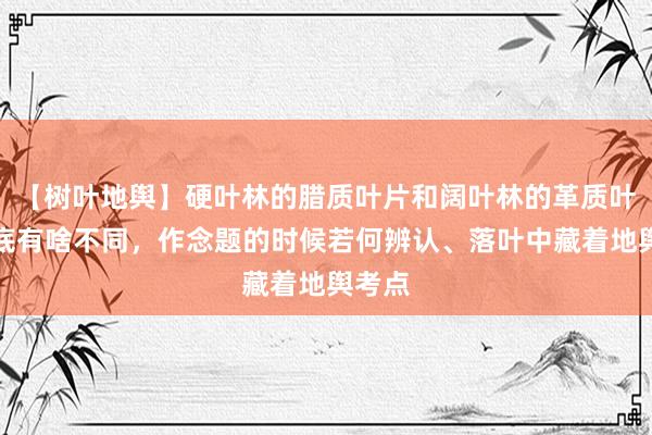 【树叶地舆】硬叶林的腊质叶片和阔叶林的革质叶片到底有啥不同，作念题的时候若何辨认、落叶中藏着地舆考点